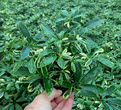 Variegated Gold Capella